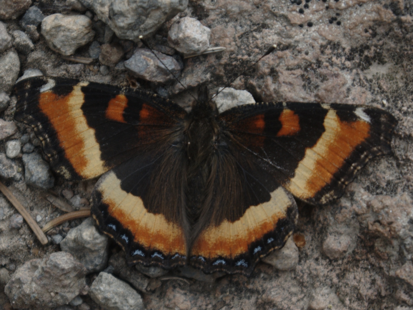 Aglais milberti