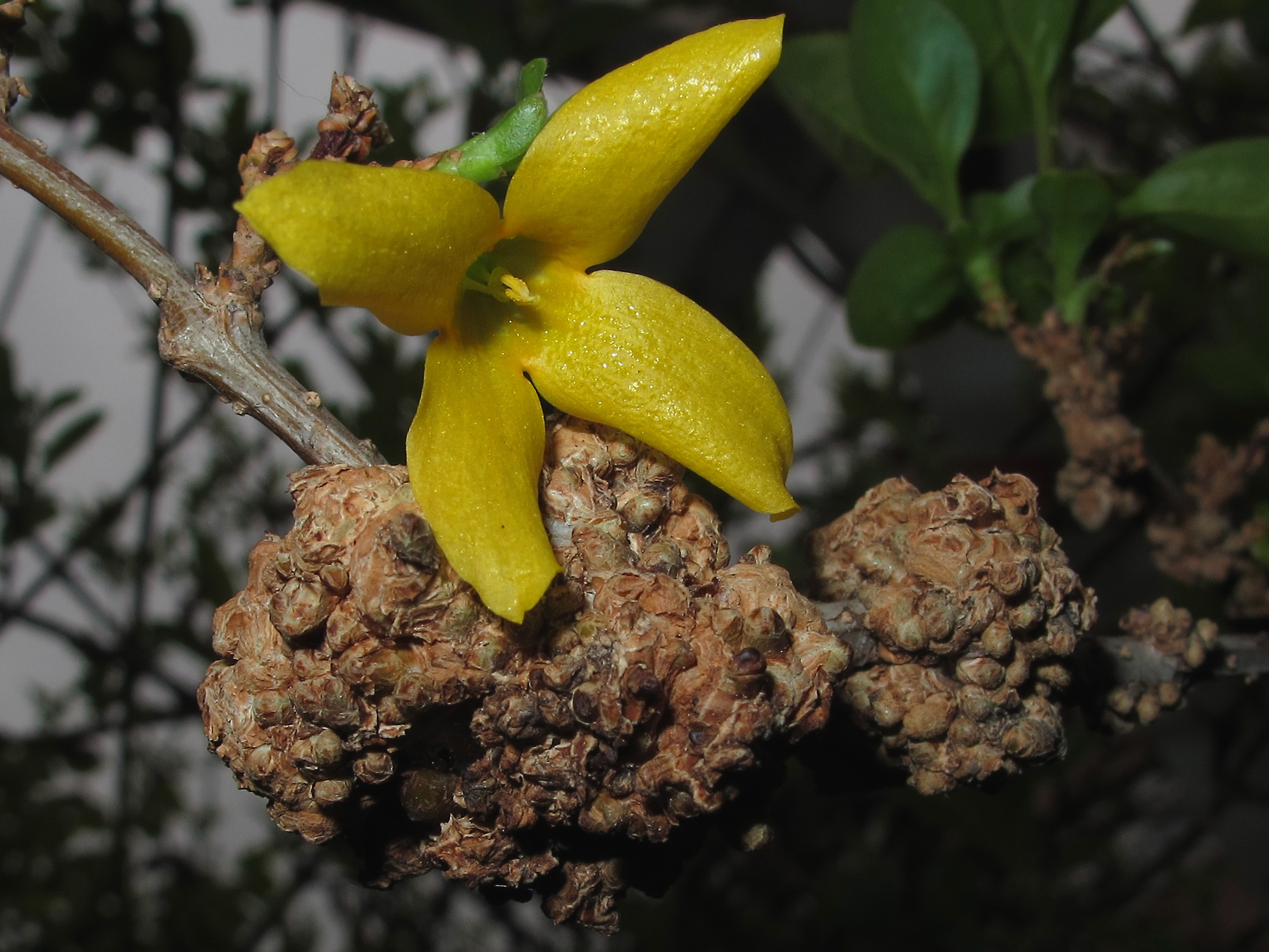 Agrobacterium tumefaciens