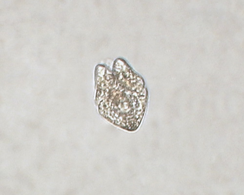 Akashiwo sanguinea