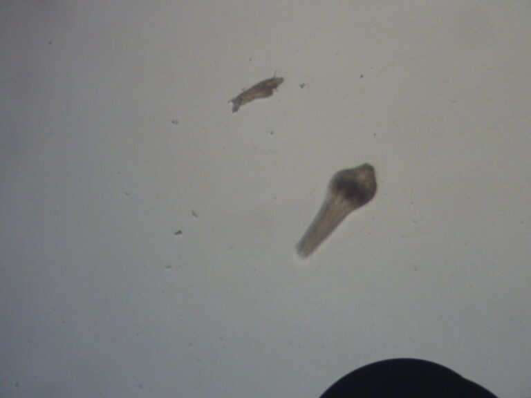 Alaria alata