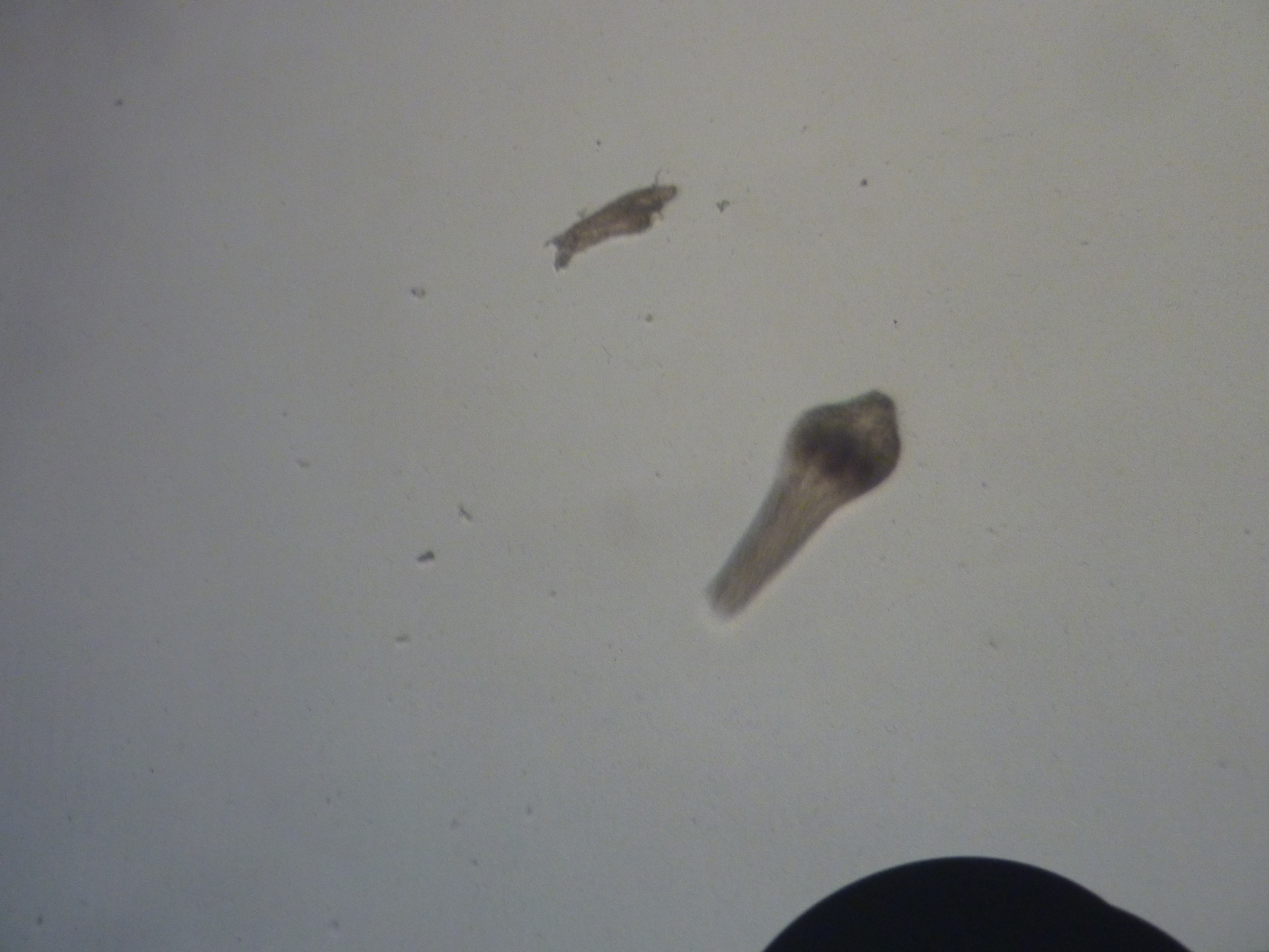 Alaria alata