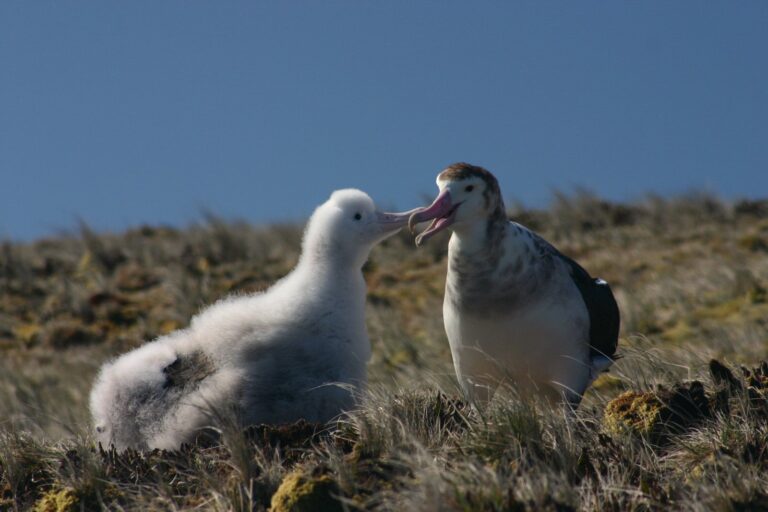albatros amsterdamský (Diomedea amsterdamensis)