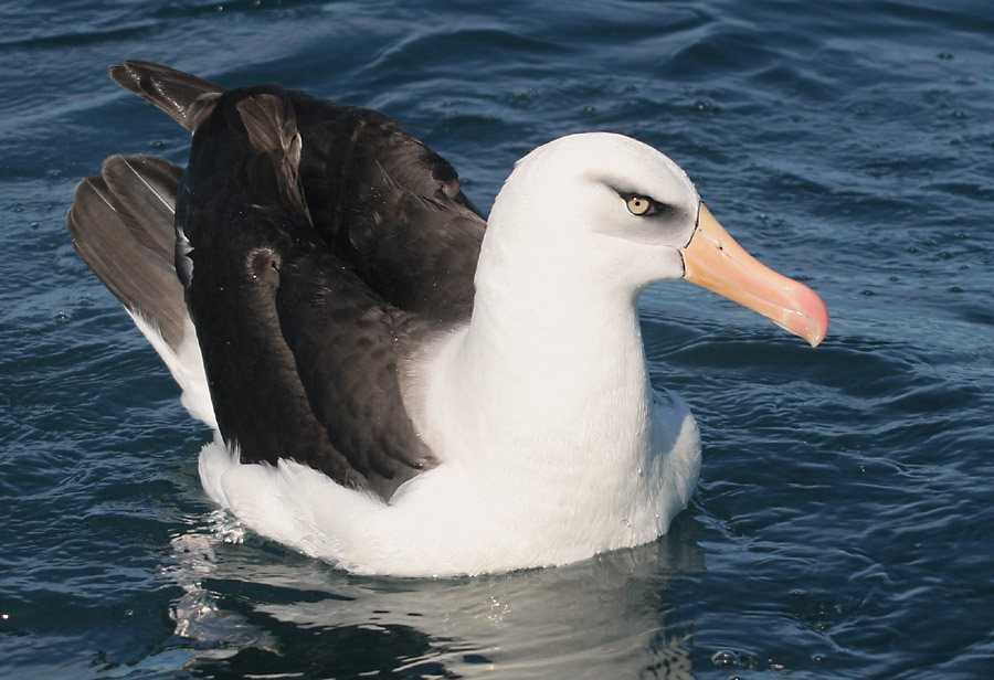 albatros campbellský