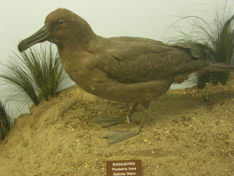 albatros hnědý (Phoebetria fusca)
