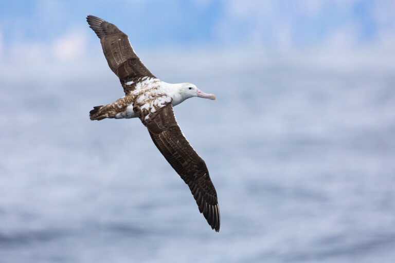 albatros jižní (Diomedea antipodensis)