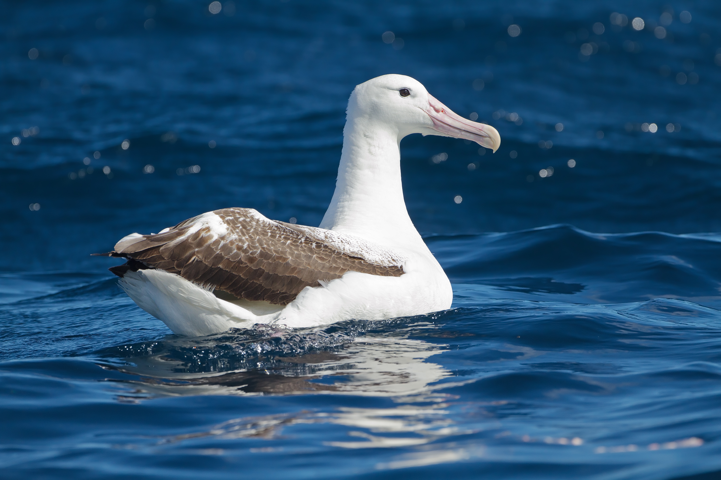 albatros královský (Diomedea epomophora)
