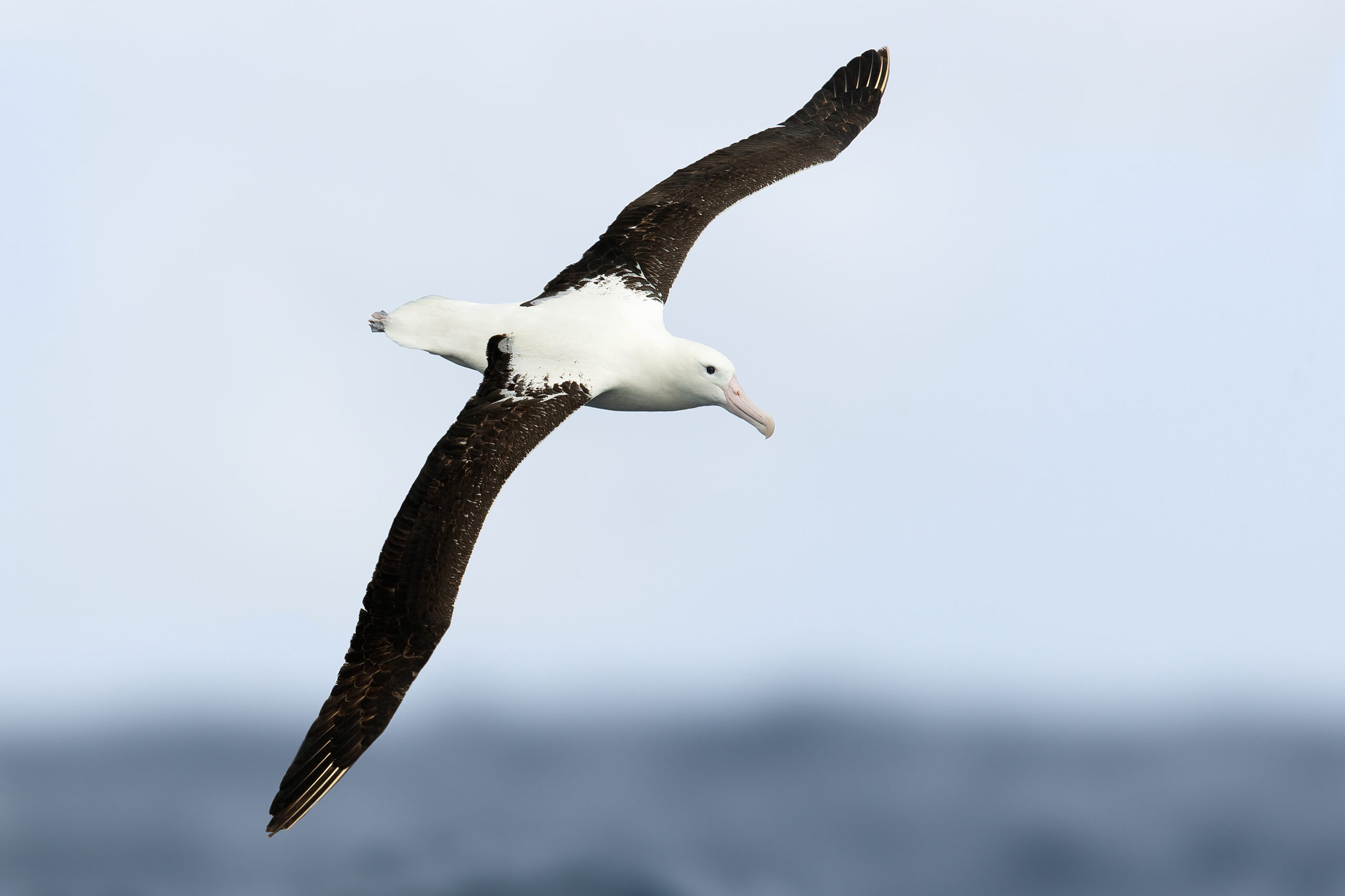 albatros Sanfordův