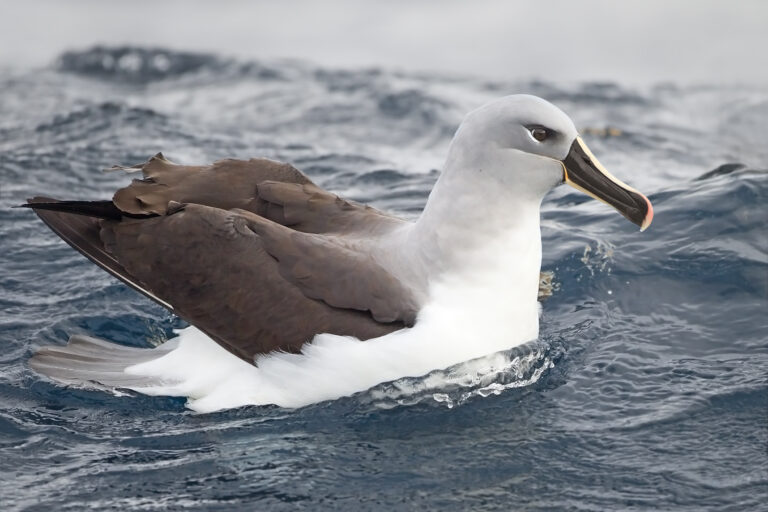 albatros šedohlavý (Thalassarche chrysostoma)