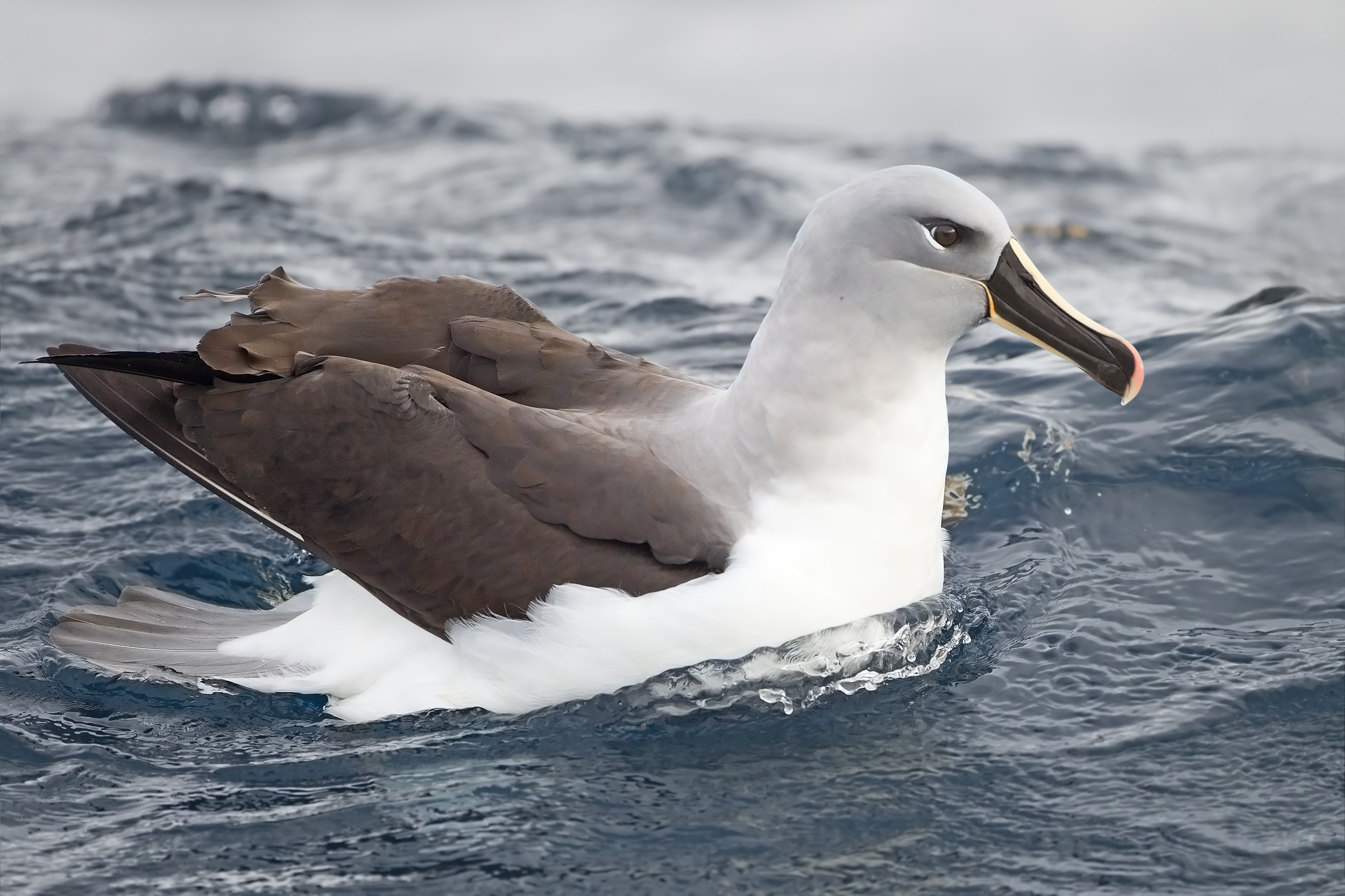 albatros šedohlavý