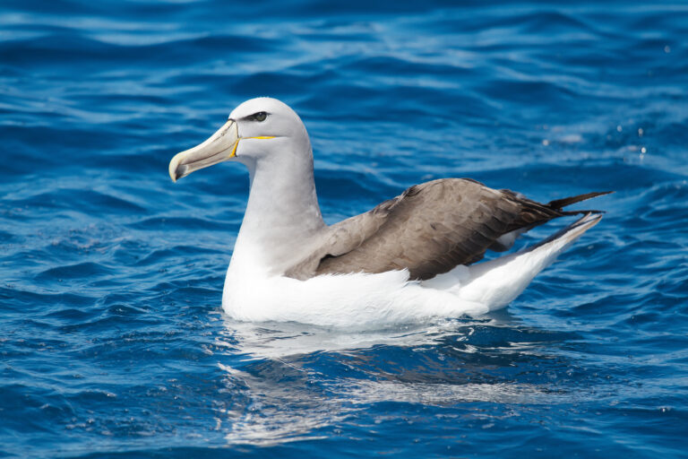 albatros snarský albatros snarský (Thalassarche salvini)