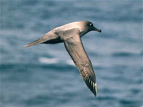 albatros světlehřbetý