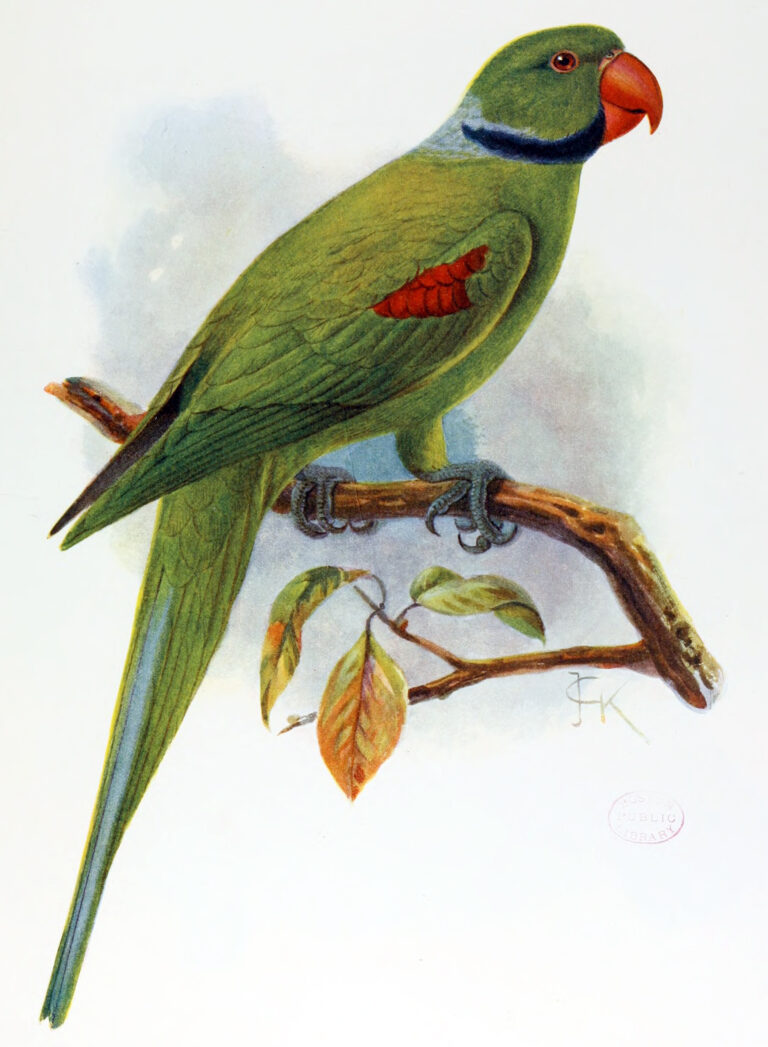 alexandr modrolící alexandr modrolící (Psittacula wardi)