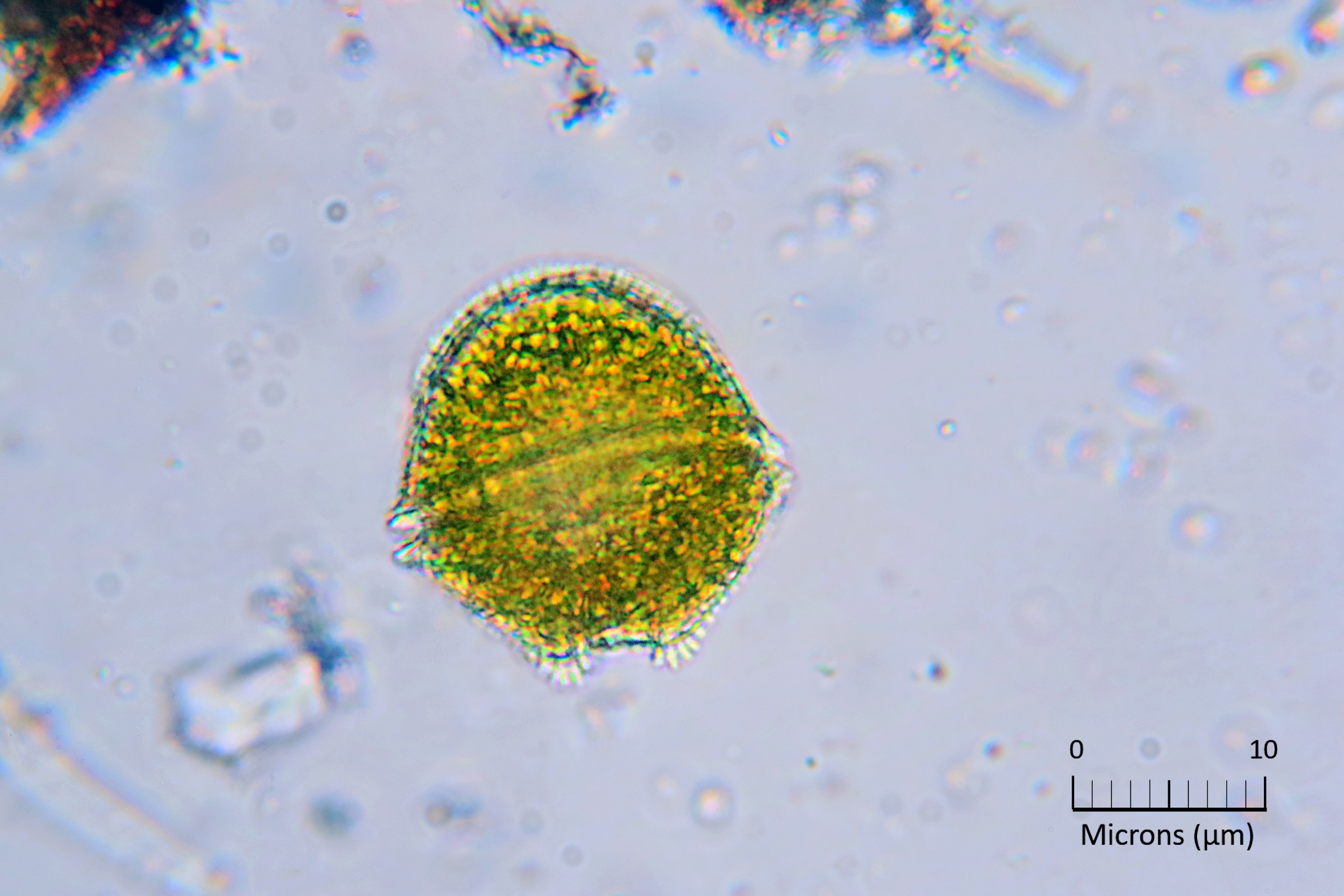 Alexandrium minutum