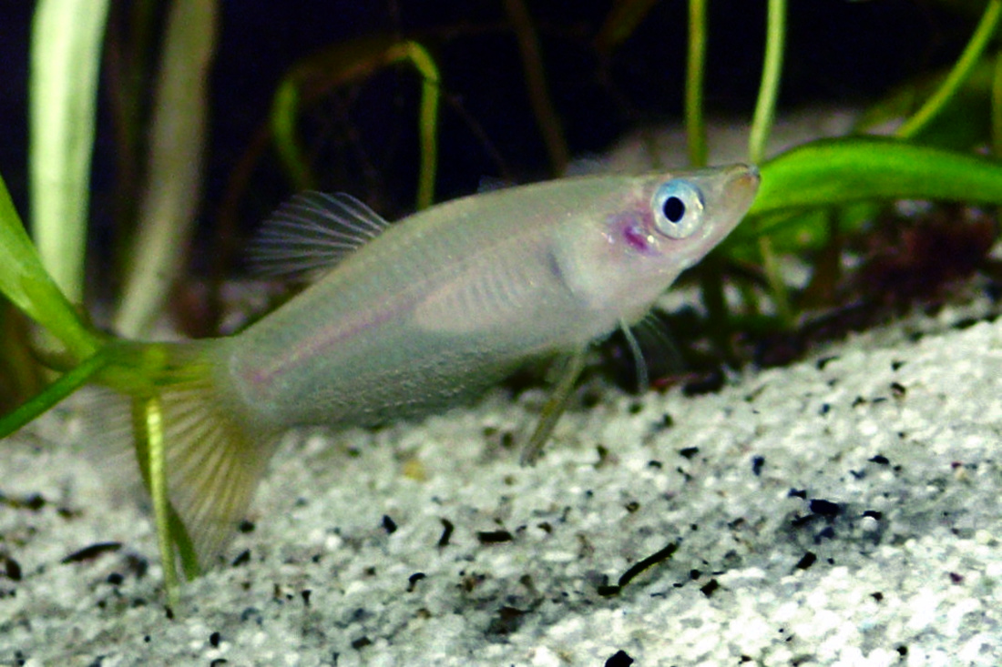 alfaro ostrobřiché (Alfaro cultratus)