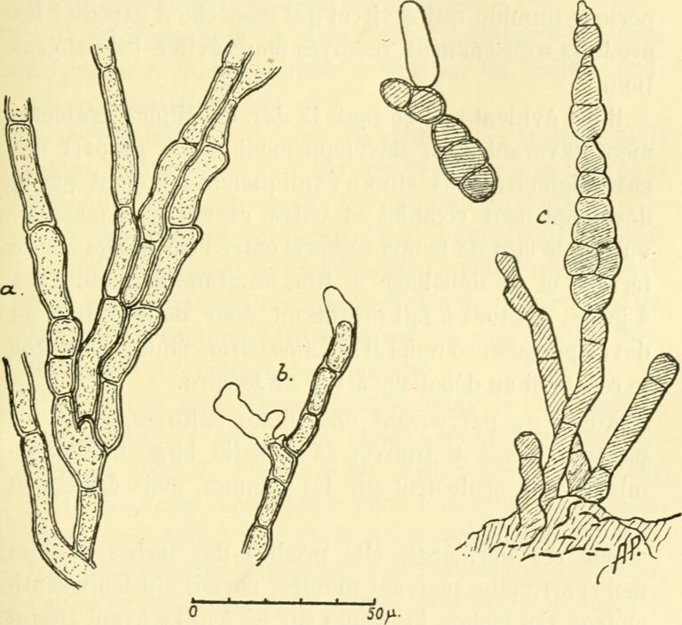 Alternaria brassicae