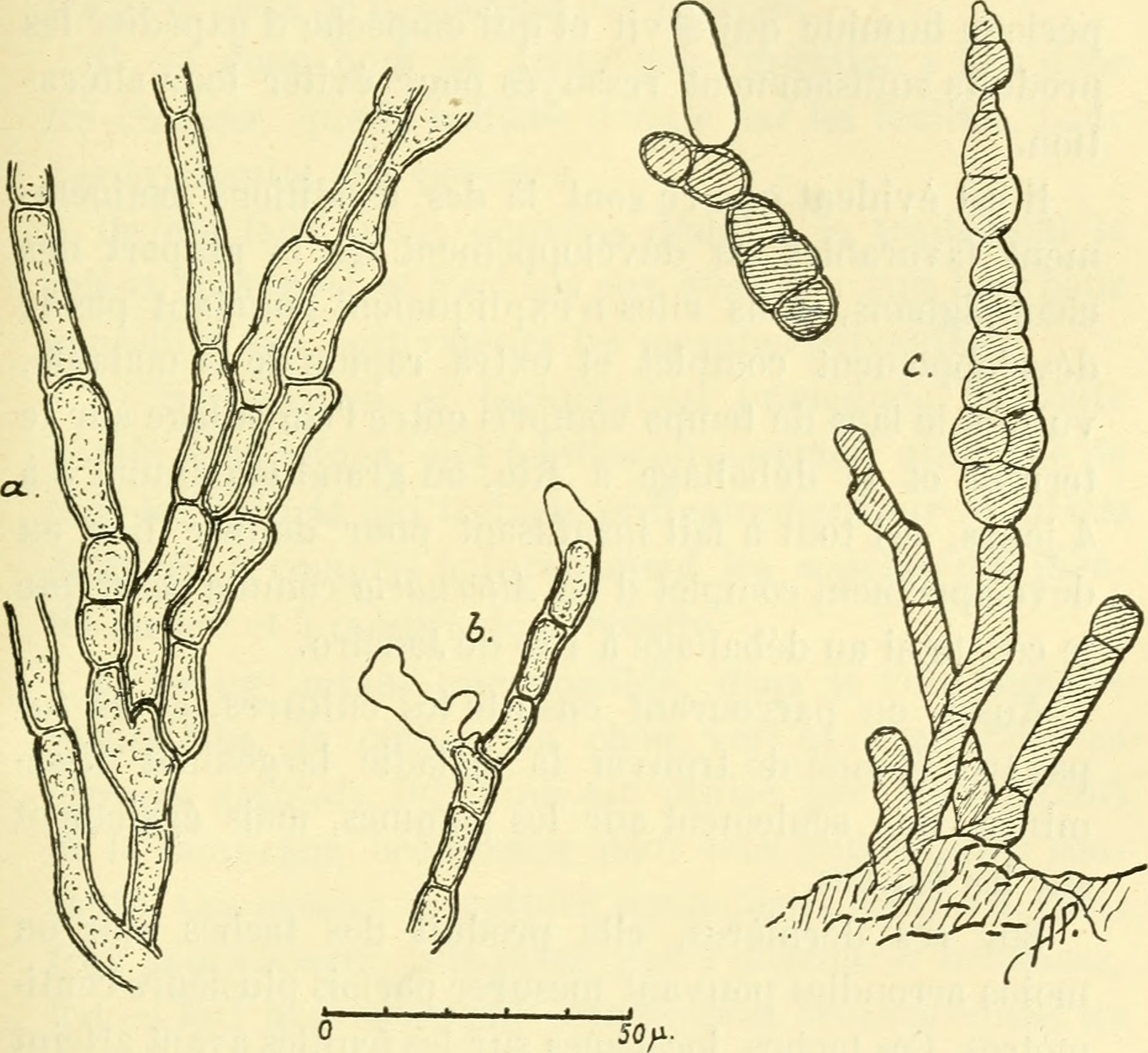Alternaria brassicae