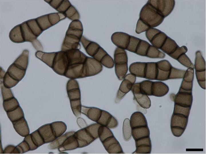 Alternaria brassicicola