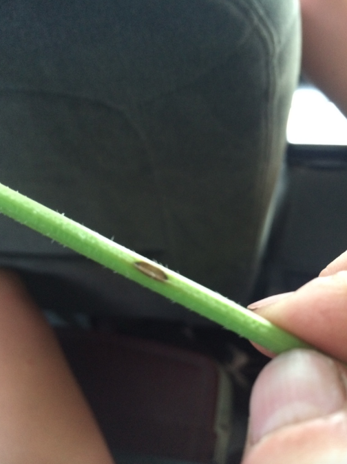 Alternaria dauci