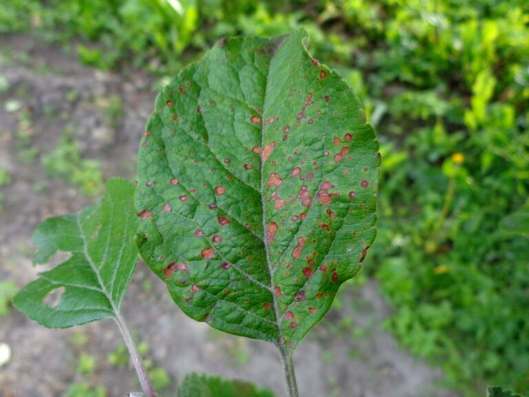 Alternaria mali