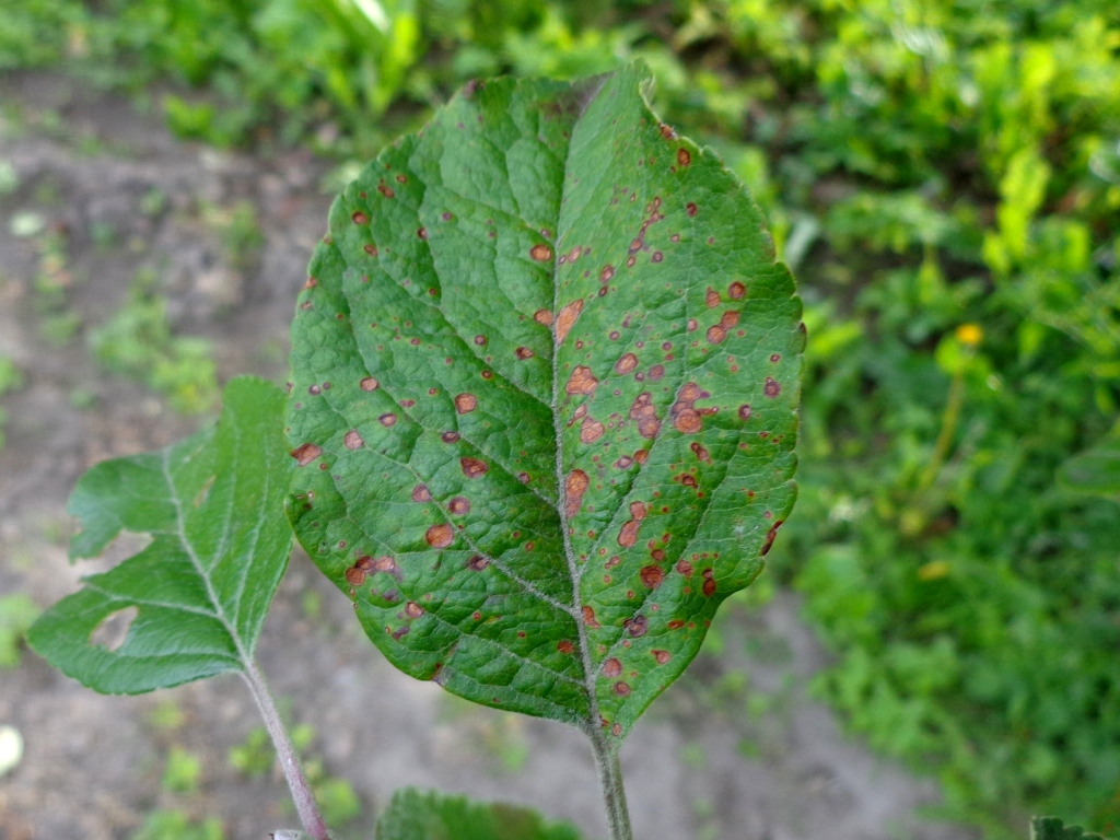 Alternaria mali