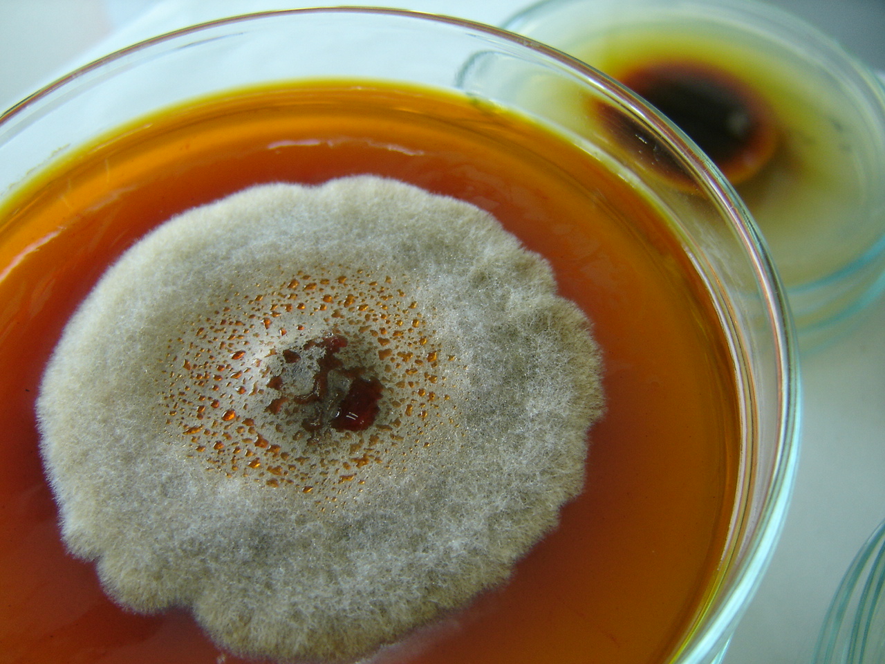 Alternaria porri