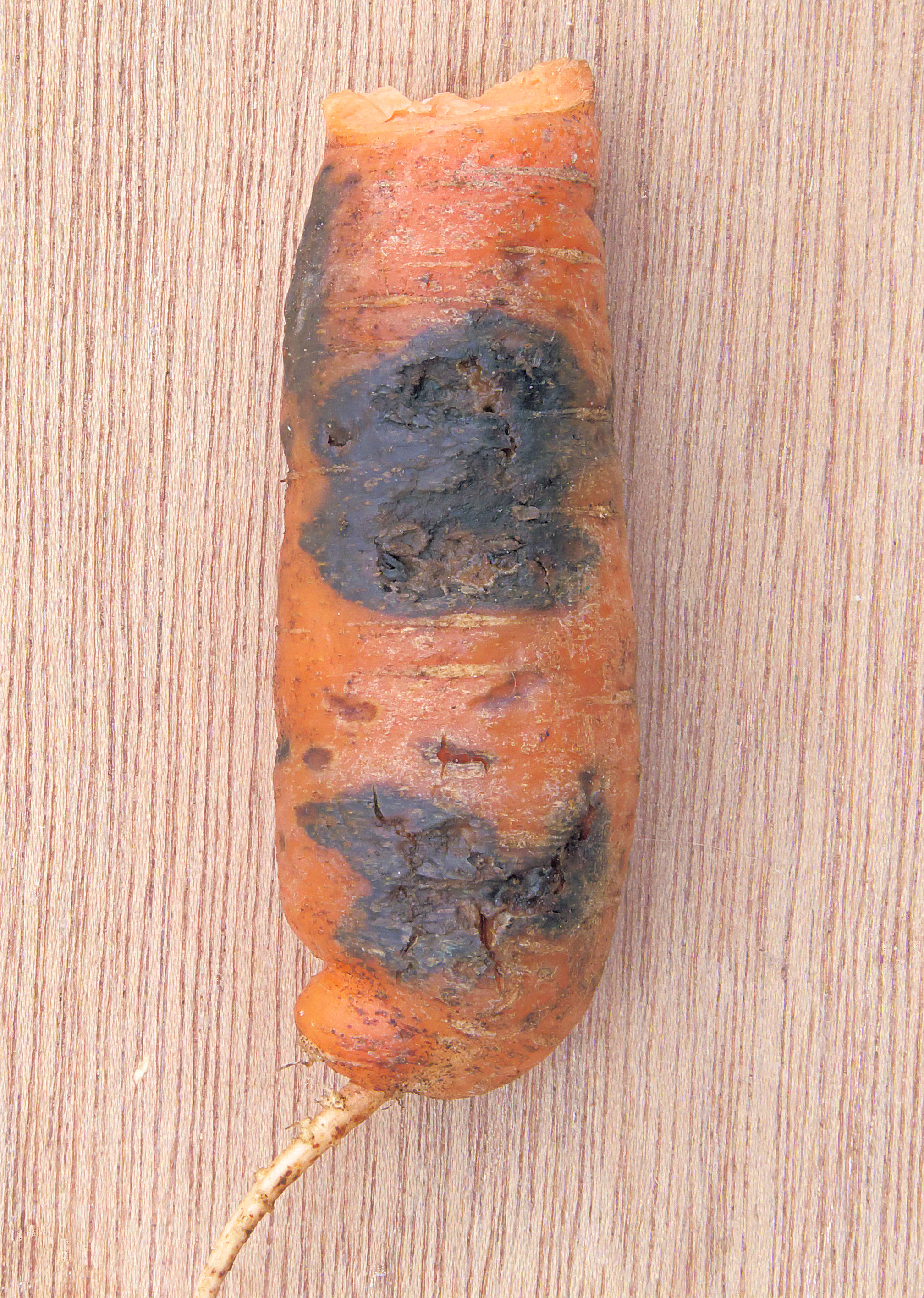 Alternaria radicina