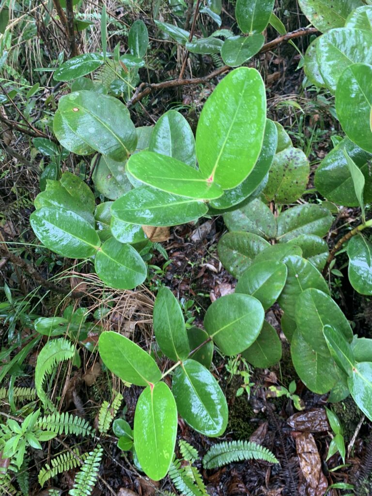 Alzatea verticillata Alzatea verticillata