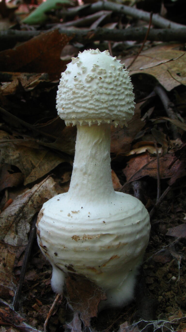 Amanita abrupta Amanita abrupta
