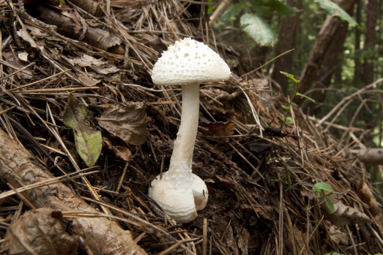 Amanita sphaerobulbosa