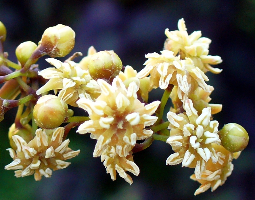 Amborella trichopoda (Amborella trichopoda)