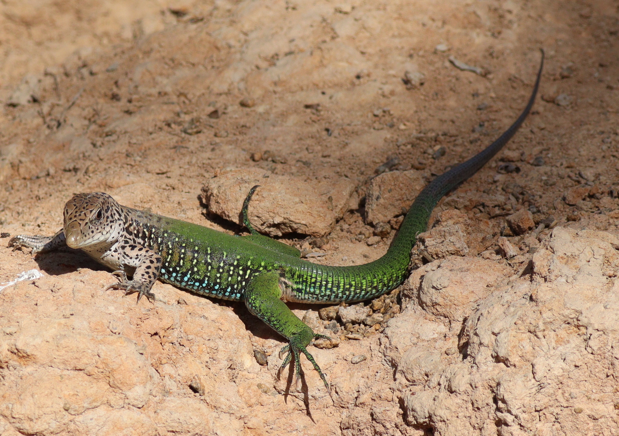 amejva obecná (Ameiva ameiva)