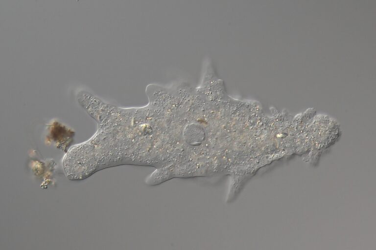 Amoeba proteus