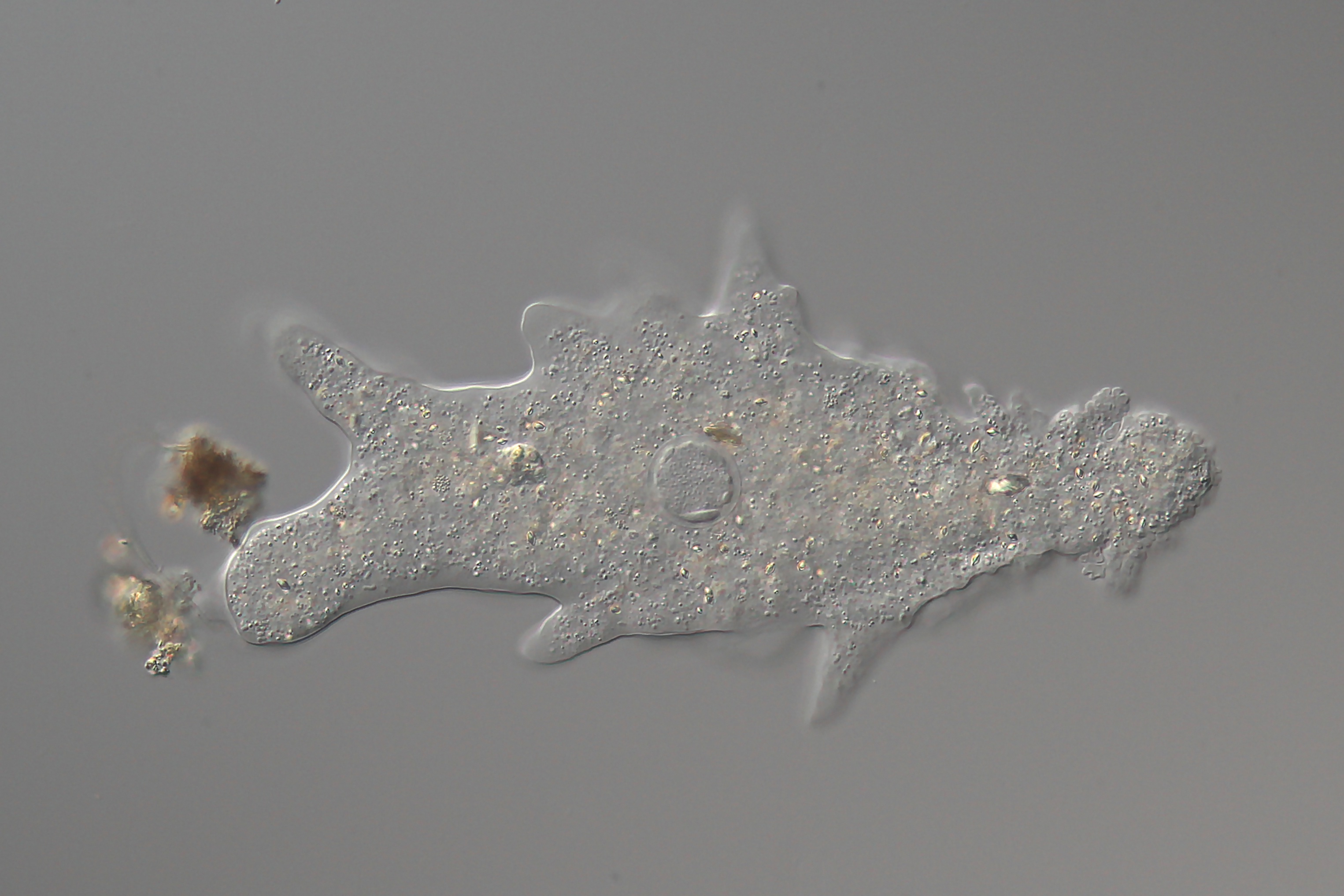 Amoeba proteus