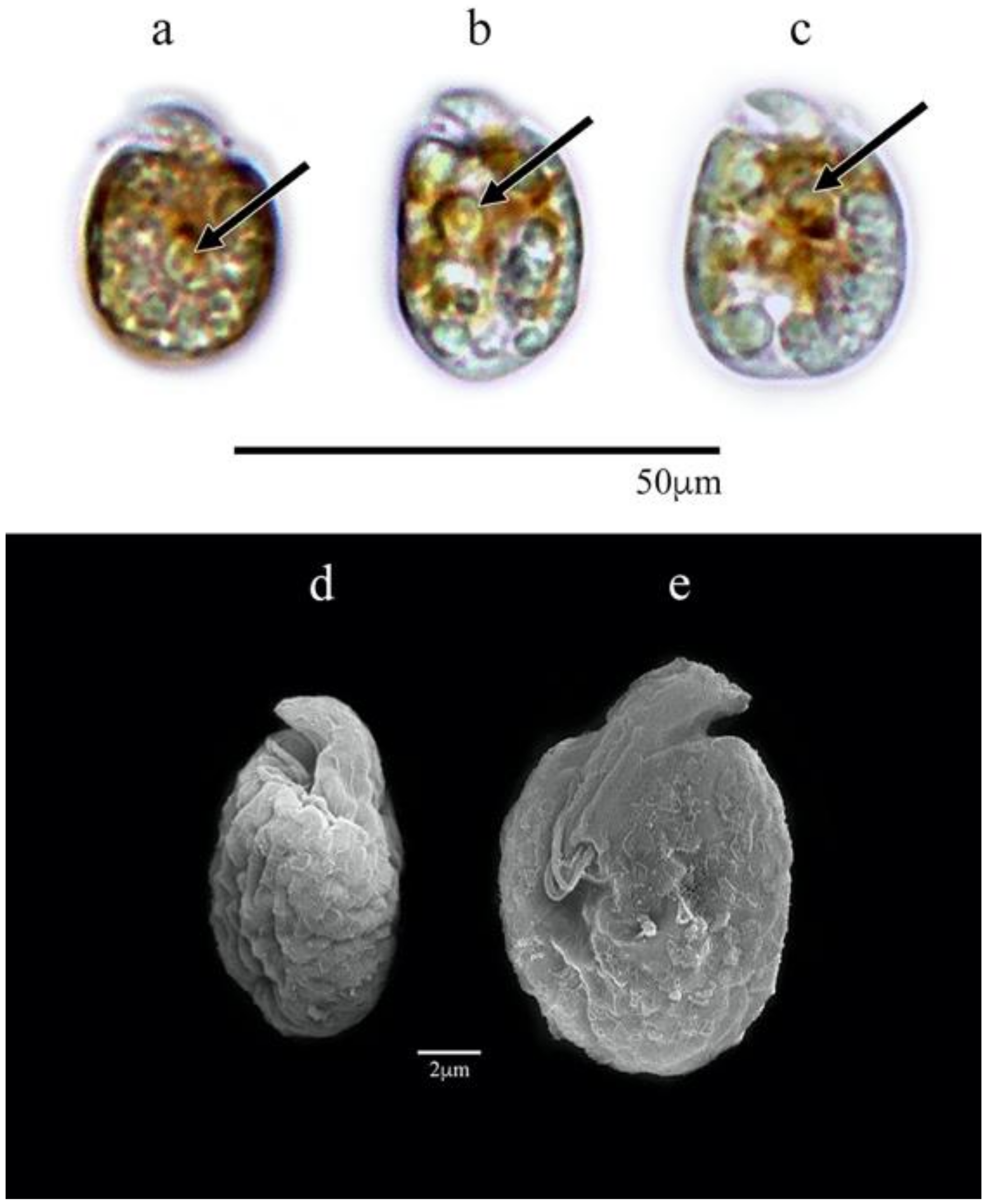 Amphidinium carterae
