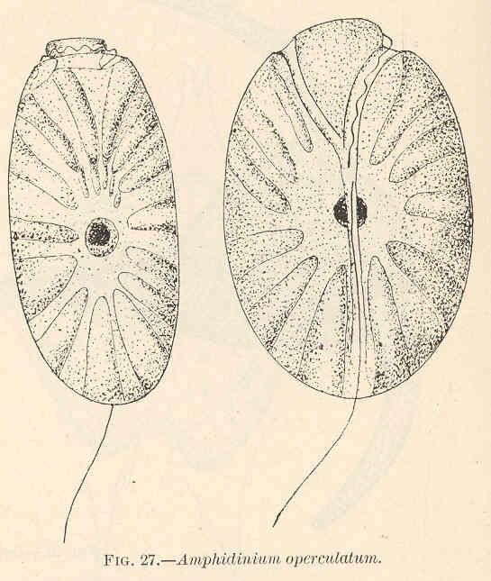 Amphidinium operculatum