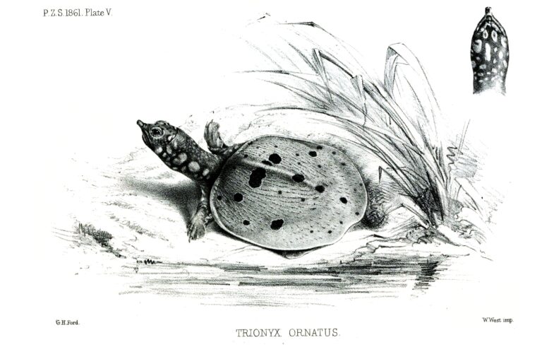 Amyda ornata Amyda ornata (Amyda ornata)