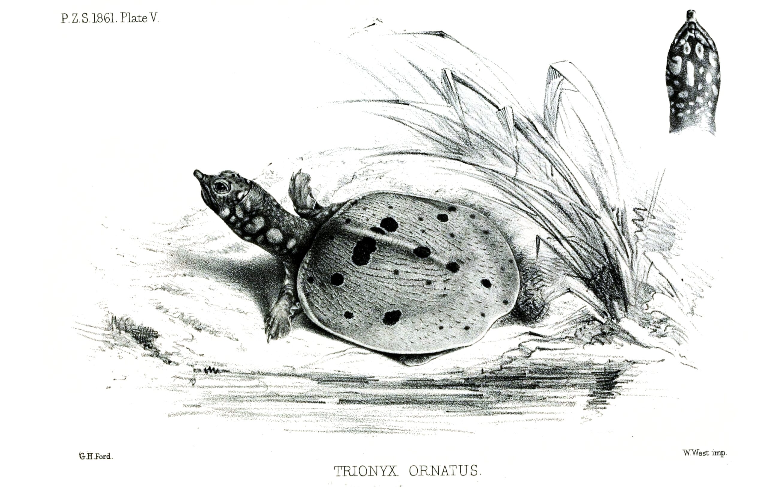 Amyda ornata (Amyda ornata)