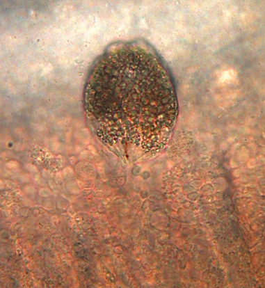 Amyloodinium ocellatum