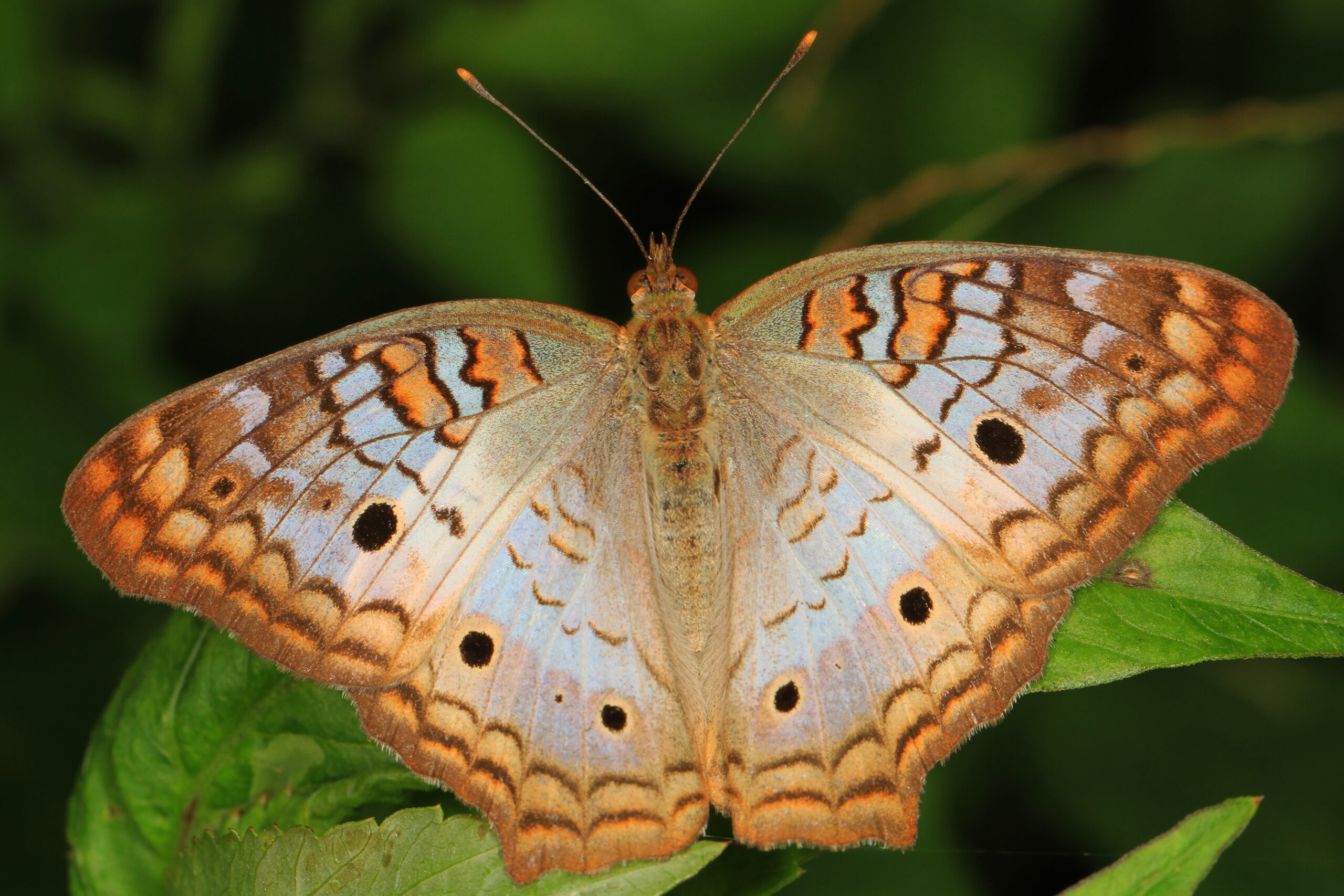 Anartia jatrophae (Anartia jatrophae)