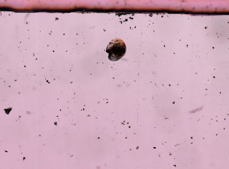 Ancylostoma caninum Ancylostoma caninum