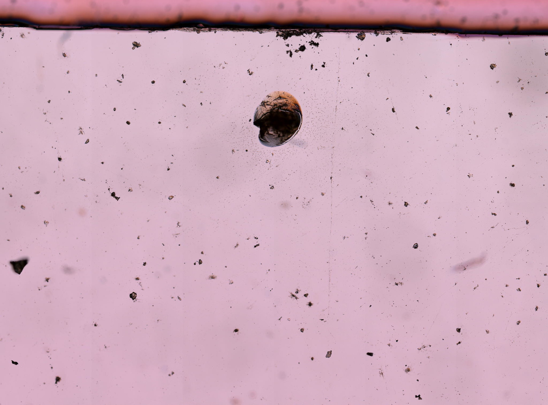 Ancylostoma caninum