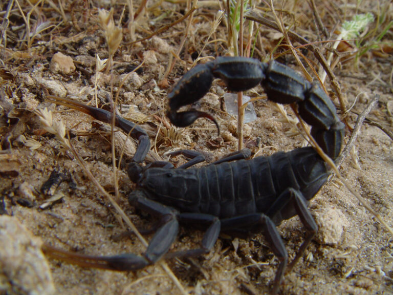 Androctonus bicolor (Androctonus bicolor)
