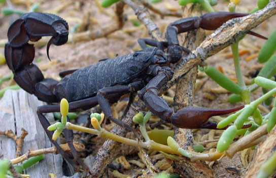 Androctonus crassicauda (Androctonus crassicauda)