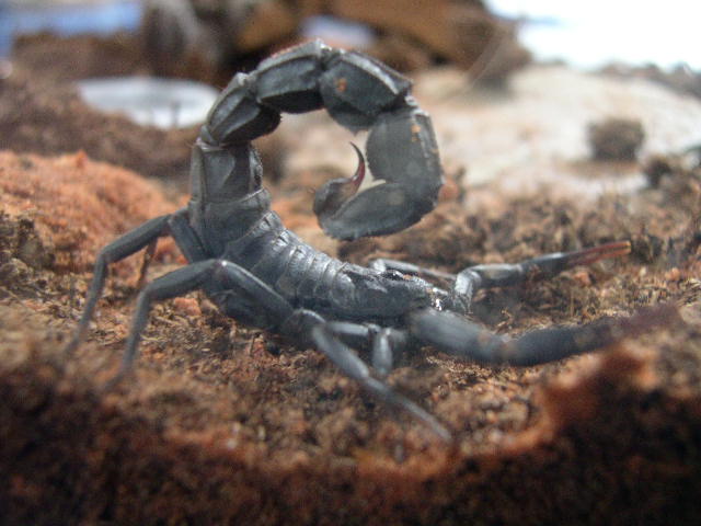 Androctonus mauretanicus (Androctonus mauritanicus)