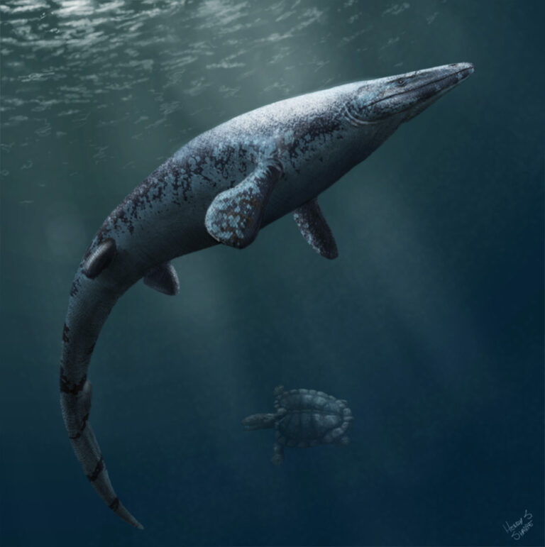 Angolasaurus (Anglosaurus)