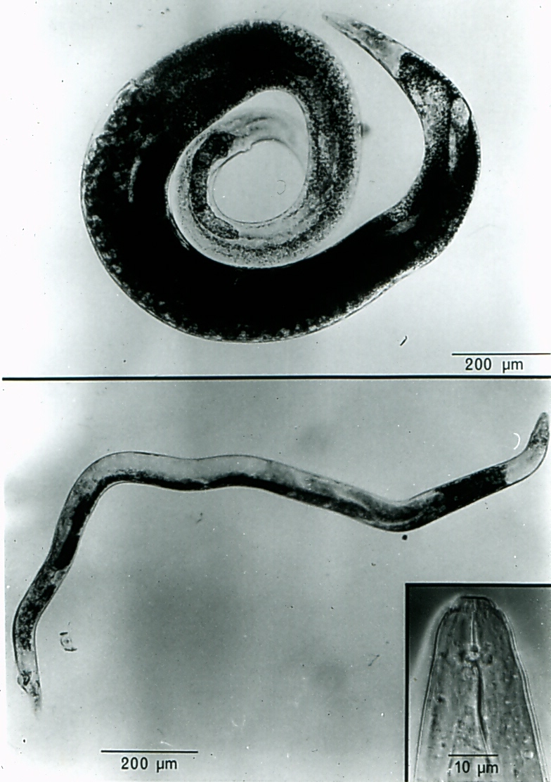 Anguina agrostis