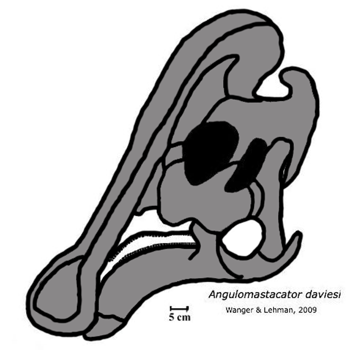 Angulomastacator