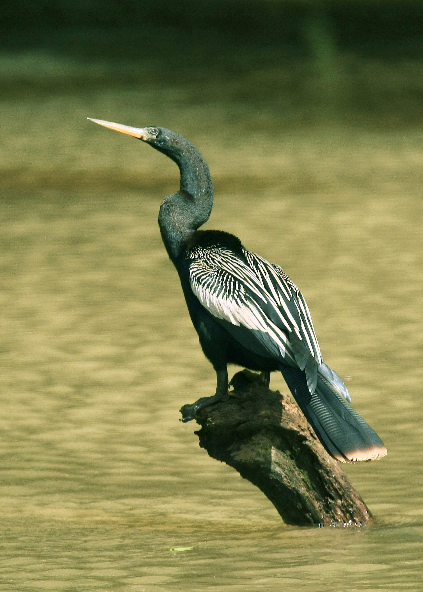 anhinga americká