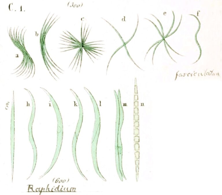 Ankistrodesmus falcatus