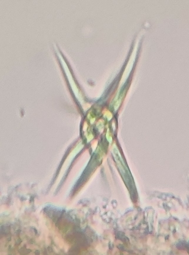 Ankistrodesmus spiralis